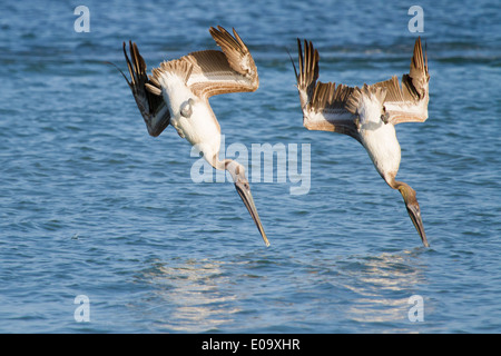 Marrone immaturi pellicani (Pelecanus occidentalis) immersioni in modo sincrono in mare Foto Stock