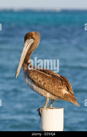 Immaturo Pellicano marrone (Pelecanus occidentalis) Foto Stock