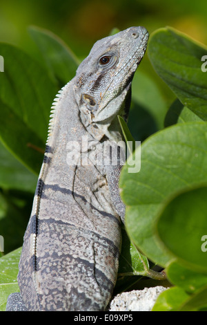 Nero (Iguana Ctenosaura similis) crogiolarsi al sole Foto Stock