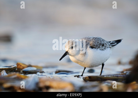 Sanderling (Calidris alba) adulto in livrea invernale di alimentazione rasoio tra gusci lavato fino dal surf sulla spiaggia a Titchwell Foto Stock