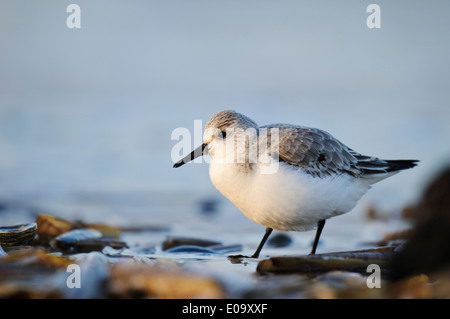 Sanderling (Calidris alba) adulto in livrea invernale di alimentazione rasoio tra gusci lavato fino dal surf sulla spiaggia a Titchwell Foto Stock