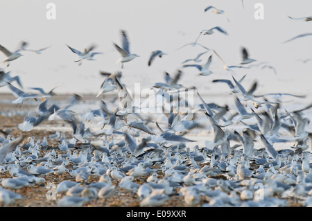 A testa nera gabbiani (Larus ridibundus) gregge di misti piumaggio invernale adulti e ragazzi alimentazione lungo la linea surf Foto Stock