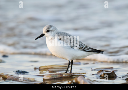 Sanderling (Calidris alba) adulto in livrea invernale, wading tra gusci di rasoio lavato fino dal surf sulla spiaggia a Titchwell Foto Stock