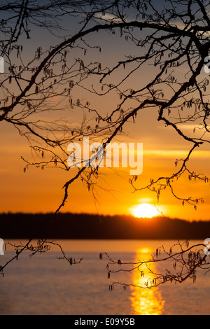 Silhouette di rami al di sopra del tramonto sul Lago Saimaa in Finlandia Foto Stock