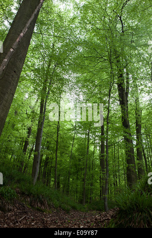 Foresta di Soignies, Foret de Soignes, o Zoniënwoud, un 11.000 ettari di bosco a sud-est di Bruxelles. Foto Stock