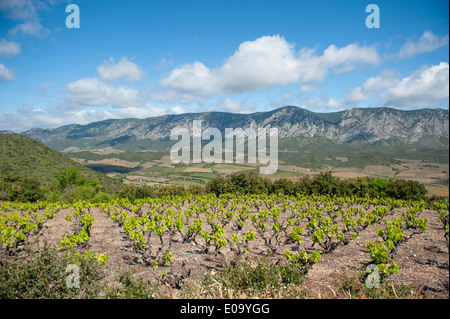 Vecchia vigna a Maury, AOC vinificazione valle del Fenouillèdes, Languedoc-Roussillon, Francia Foto Stock