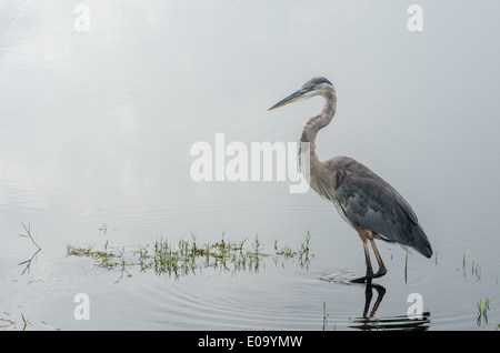 Un Airone cenerino si erge ancora nelle tranquille acque delle paludi mentre è in corso la ricerca di cibo Foto Stock