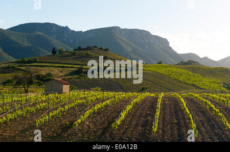 Vecchia vigna a Maury, AOC vinificazione valle del Fenouillèdes, Occitanie, Francia Foto Stock