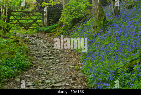 Dorothy Farrer della molla del legno, vicino Staveley, Parco Nazionale del Distretto dei Laghi, Cumbria, England Regno Unito Foto Stock