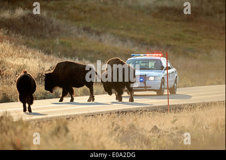 Bisonti americani o bufali americani (Bison bison) in piedi su una strada di fronte un ranger del parco auto, il Parco nazionale di Yellowstone Foto Stock