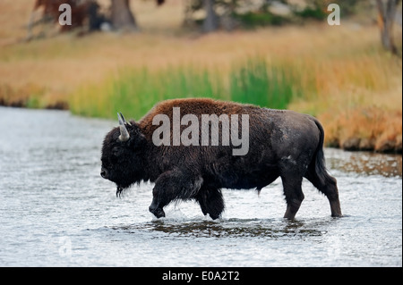 Bisonti americani o bufalo americano (Bison bison), maschio che attraversa un fiume, parco nazionale di Yellowstone, Wyoming USA Foto Stock