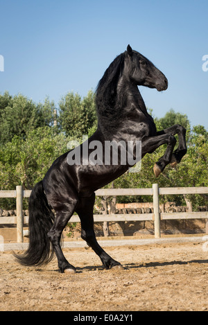 Un stallone nero rampante Foto Stock