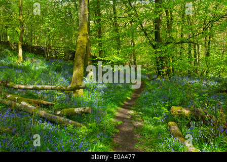 Dorothy Farrer della molla del legno, vicino Staveley, Parco Nazionale del Distretto dei Laghi, Cumbria, England Regno Unito Foto Stock