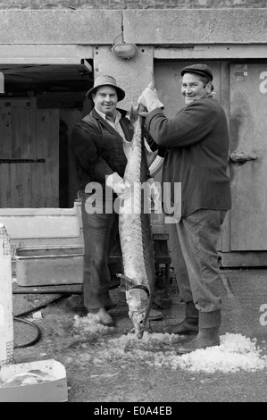 Storione atlantico (Acipenser sturio) sbarcati a West Bay, Dorset, Inghilterra Foto Stock