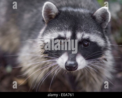 Ritratto di Raccoon, Procione lotor, San Francisco, California, Stati Uniti d'America Foto Stock
