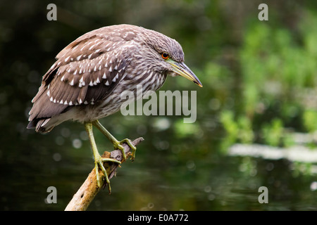 Nitticora, Nycticorax nycticorax, capretti, San Francisco, California, Stati Uniti d'America Foto Stock