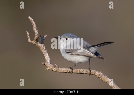 Colore grigio-blu gnatcatcher, Polioptila caerulea, Marin County, California, Stati Uniti d'America Foto Stock