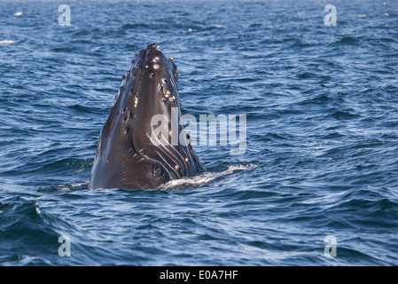 Humpback Whale, vitello, capretti, Megaptera novaeangliae, Monterey, California, Stati Uniti d'America Foto Stock