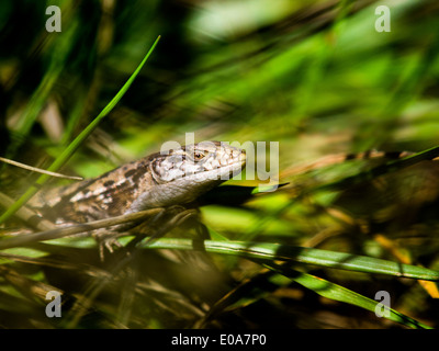 Alligator lizard, Elgaria coerulea coerulea, San Francisco, California, Stati Uniti d'America Foto Stock