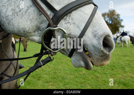Close up shot ritagliata del cavallo e la briglia Foto Stock