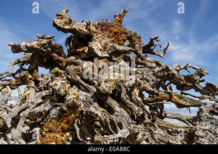 Esposti e weathered pino sistema root dai rami contorti Foto Stock