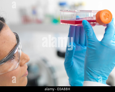 Close up di cella femmina biologo tenendo un pallone contenente cellule staminali, coltivato in rosso medium di crescita, per studiare la malattia Foto Stock