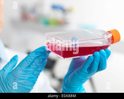 Le mani del biologo cella tenendo un pallone contenente cellule staminali, coltivato in rosso medium di crescita, per studiare la malattia Foto Stock