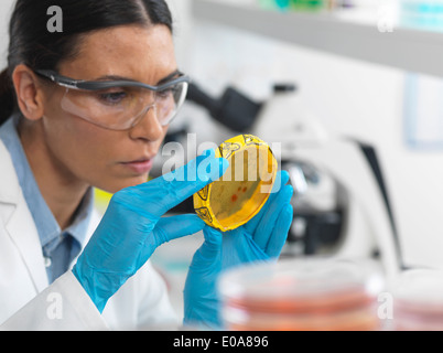 Donna scienziato visualizzazione delle culture in crescita in piastre di Petri con un nastro per rifiuti a rischio biologico in un laboratorio di microbiologia Foto Stock