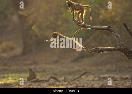 I babbuini - Papio cynocephalus ursinus - jumping all'alba, Parco Nazionale di Mana Pools, Zimbabwe Foto Stock