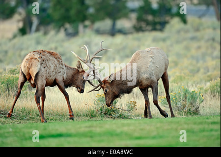 Wapiti o Elk (Cervus canadensis, Cervus elaphus canadensis), maschi combattimenti nel solco, il Parco nazionale di Yellowstone, Wyoming USA Foto Stock