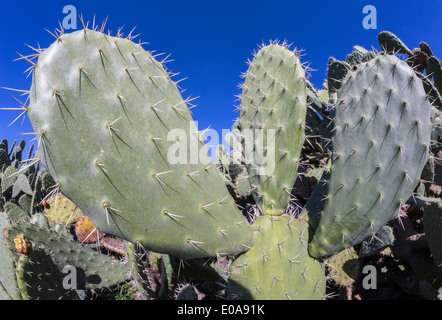 Close up di un fico d'india, cactus Opuntia ficus-indica, mostrando il suo pad e spine. Foto Stock