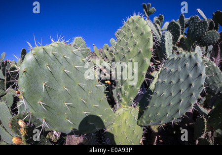 Close up di un fico d'india, cactus Opuntia ficus-indica, mostrando il suo pad e spine. Foto Stock
