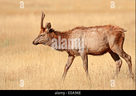 Wapiti o Elk (Cervus canadensis, Cervus elaphus canadensis), maschio, il Parco nazionale di Yellowstone, Wyoming USA Foto Stock