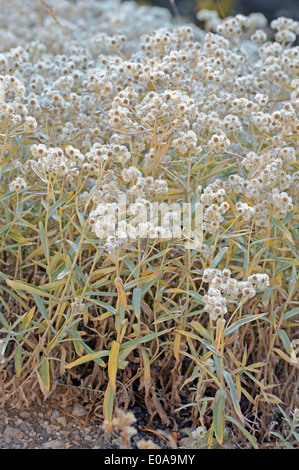 Perla (eterna Anaphalis margaritacea), il Parco nazionale di Yellowstone, Wyoming USA Foto Stock