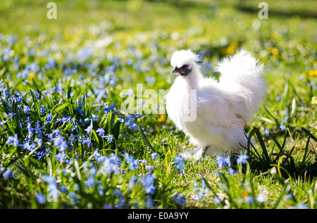 Gallina di bambino in piedi sotto il sole Foto Stock