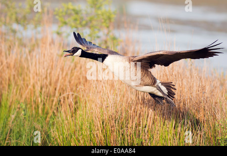 Canada goose (Branta canadensis) venendo a terra Foto Stock