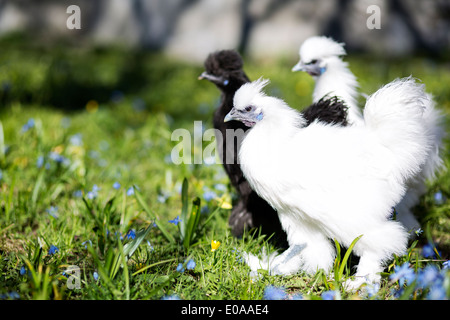 In bianco e nero di gallina silkie aspettano di azione Foto Stock