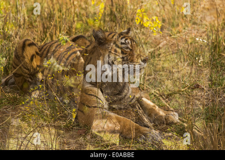 Tiger in Ranthambhore riserva della tigre - esposizione multipla di habitat e di Tiger Foto Stock