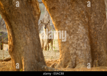 Waterbuck - Kobus ellipsiprymnus Foto Stock