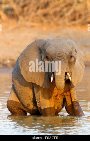 Elefante africano - Loxodonta africana - in tarda serata la luce Foto Stock