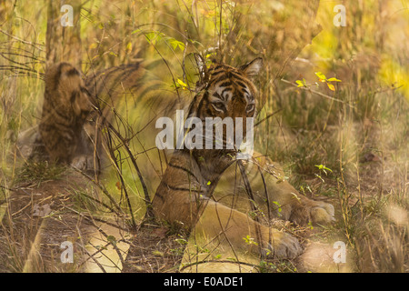Tiger in Ranthambhore riserva della tigre - esposizione multipla di habitat e di Tiger Foto Stock