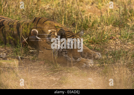 Tiger safari in Ranthambhore riserva della tigre - esposizione multipla di turisti e Tiger Foto Stock