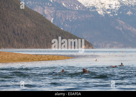 I leoni di mare e terra uccelli alimentazione su hooligan durante una molla eseguire nel sud-est dell Alaska vicino a Lynn Canal. Foto Stock