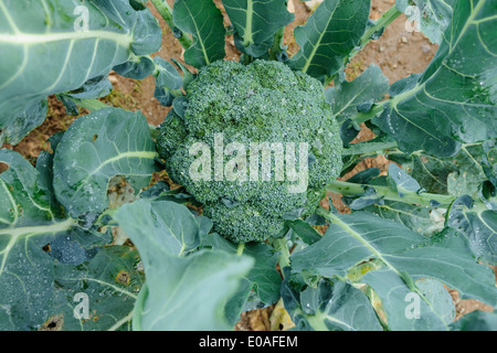 Fattoria di broccoli freschi, nel campo pronto per la mietitura. Foto Stock