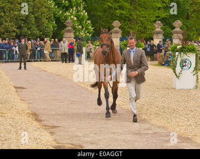 Badminton, UK. Il 7 maggio 2014. Immagine :Badminton Horse Trials UK- maggio 07 : sfilata di cavalli per ispezione veterinari. Data 07/05/2014 Ref: Credito: charlie bryan/Alamy Live News Foto Stock