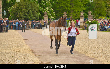 Badminton, UK. Il 7 maggio 2014. Immagine :Badminton Horse Trials UK- maggio 07 : sfilata di cavalli per ispezione veterinari. Data 07/05/2014 Ref: Credito: charlie bryan/Alamy Live News Foto Stock