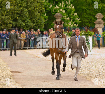 Badminton, UK. Il 7 maggio 2014. Immagine :Badminton Horse Trials UK- maggio 07 : sfilata di cavalli per ispezione veterinari. Data 07/05/2014 Ref: Credito: charlie bryan/Alamy Live News Foto Stock