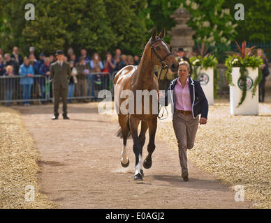 Badminton, UK. Il 7 maggio 2014. Immagine :Badminton Horse Trials UK- maggio 07 : sfilata di cavalli per ispezione veterinari. Data 07/05/2014 Ref: Credito: charlie bryan/Alamy Live News Foto Stock