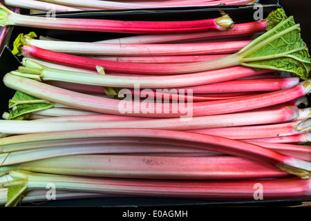 Gli stocchi di rabarbaro con giacitura verticale sul mercato in stallo Foto Stock