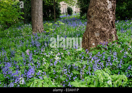 Un piuttosto incolto giardino pieno di bluebells in un angolo di Ann Street di Edimburgo, Scozia, Regno Unito. Foto Stock